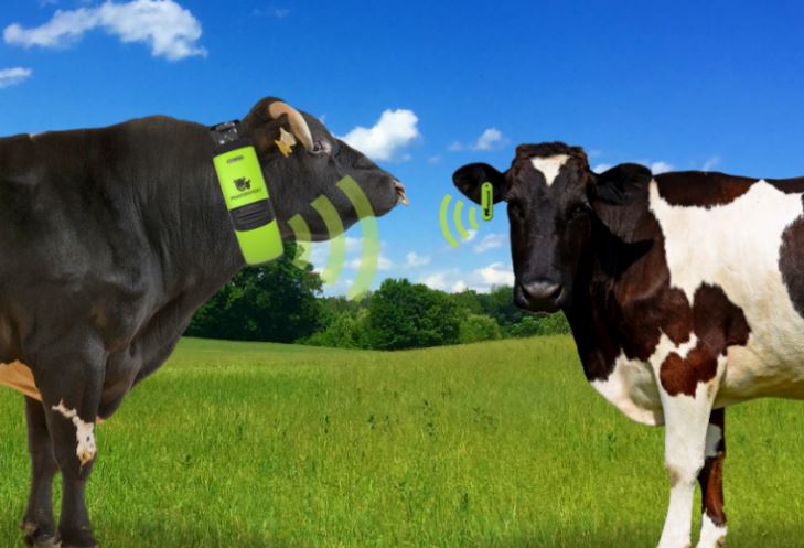 WearablesMounted on the cow ears